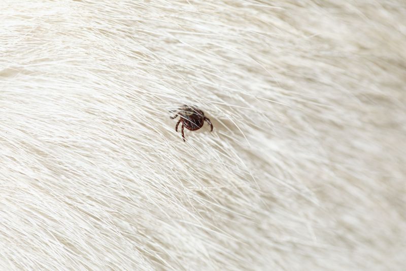 Seasonal Flea And Tick Control Strategies