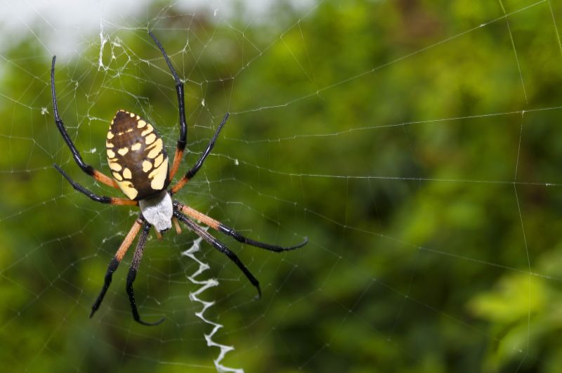 Spider Control Service