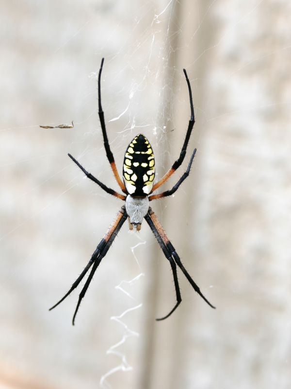 Spider Control Service