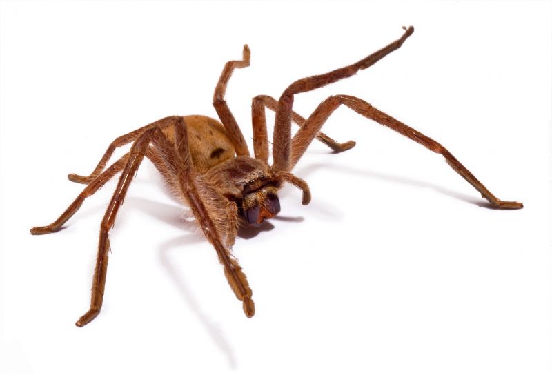 Spider Extermination Service