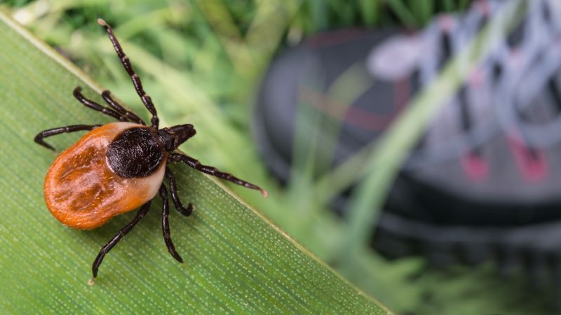 Spring Flea And Tick Prevention Tips For Homes And Businesses