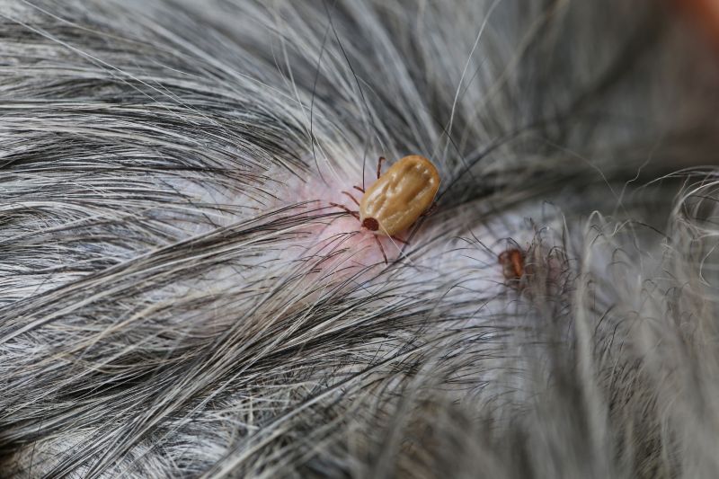 Spring Flea And Tick Prevention Tips For Homes And Businesses