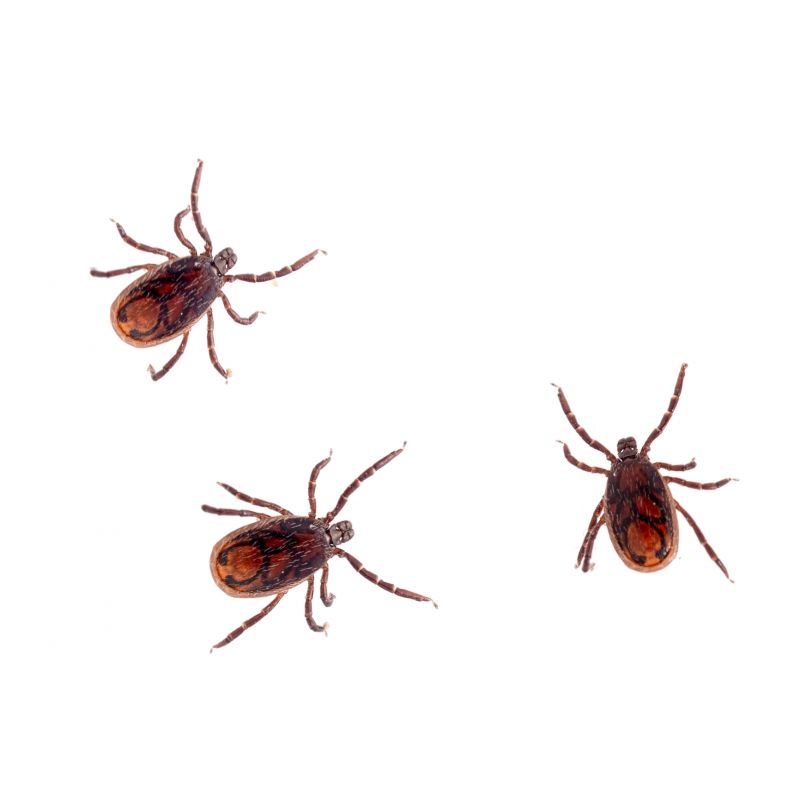 Spring Flea And Tick Prevention Tips For Homes And Businesses