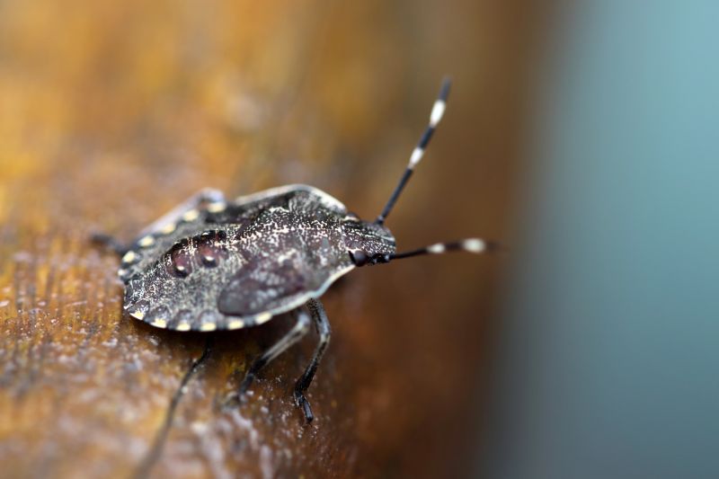 Stinkbug Extermination Service