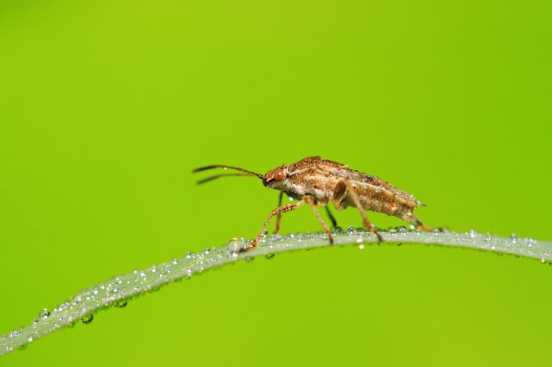 Stinkbug Extermination Service