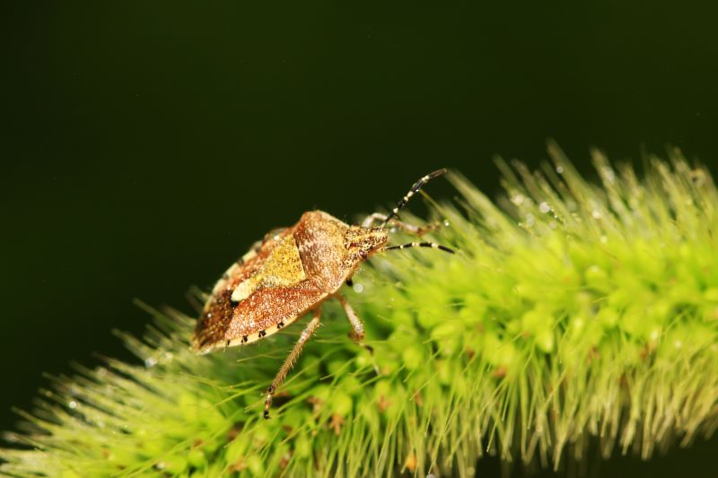 Stinkbug Extermination Service