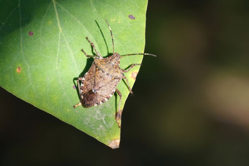 Stinkbug Extermination Service