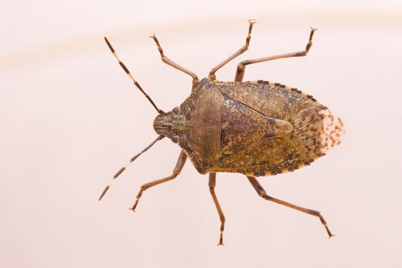 Stinkbug Extermination Service