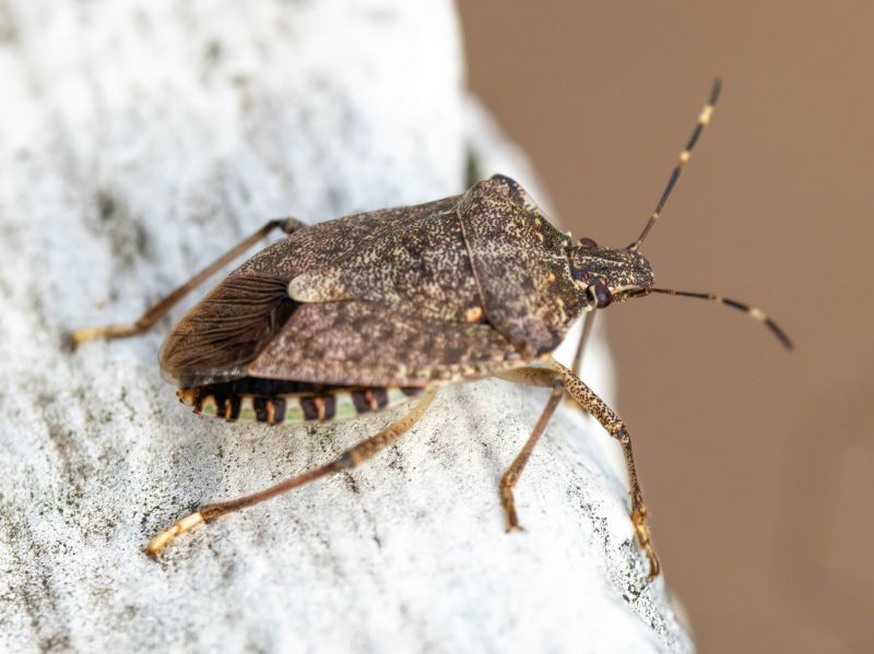 Stinkbug Extermination Service
