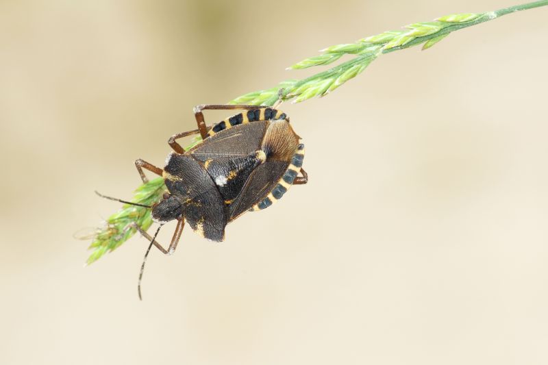 Stinkbug Extermination Service