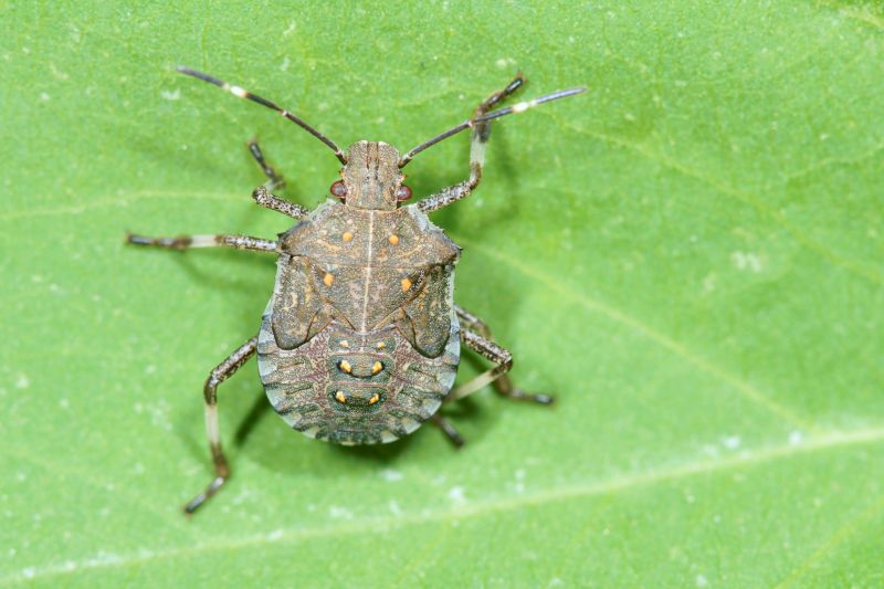 Stinkbug Extermination Service