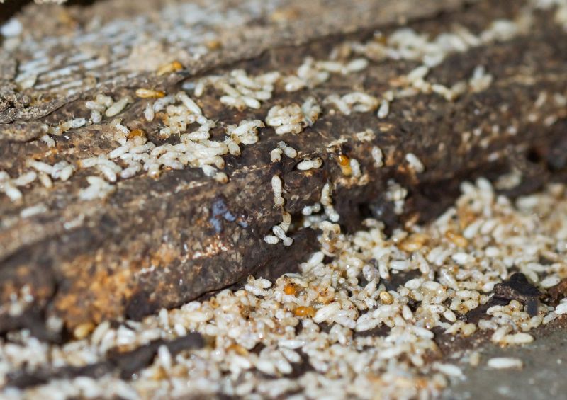Termite Fumigation
