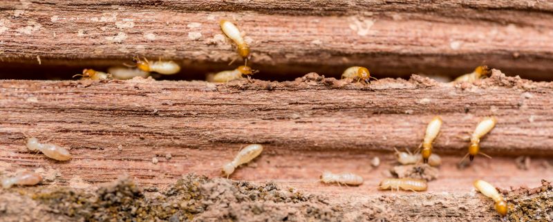 Termite Fumigation