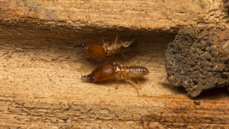 Termite Fumigation