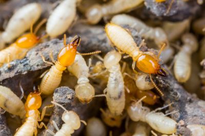 Termite Infestation Service
