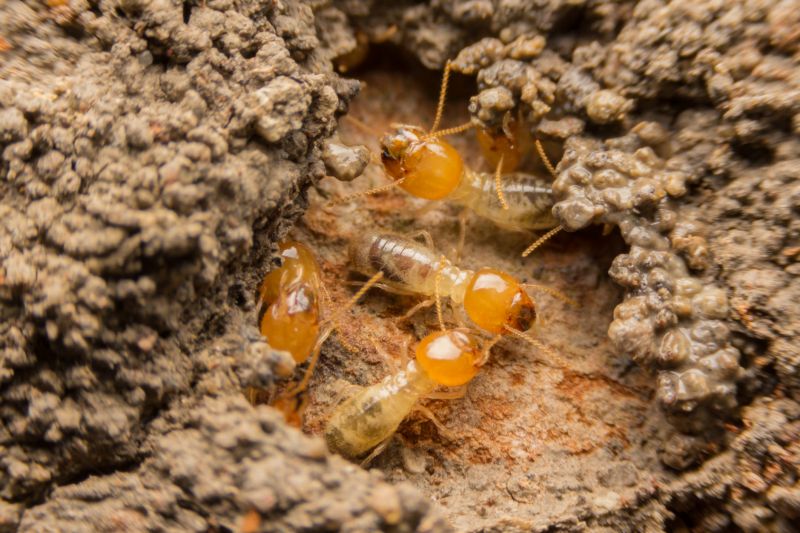 Termite Service