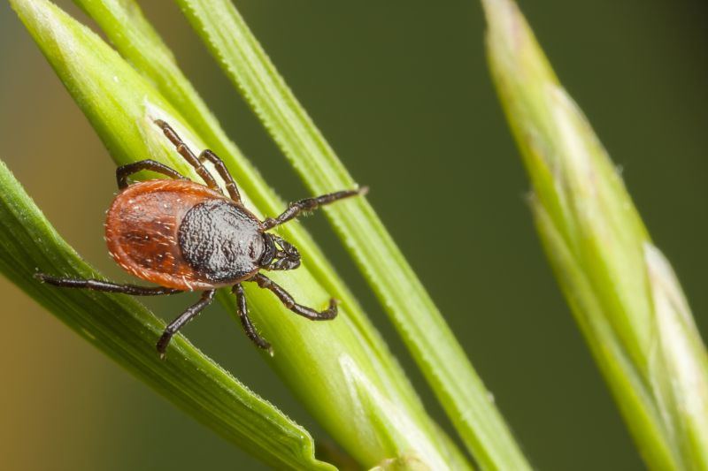 Tick Control Service