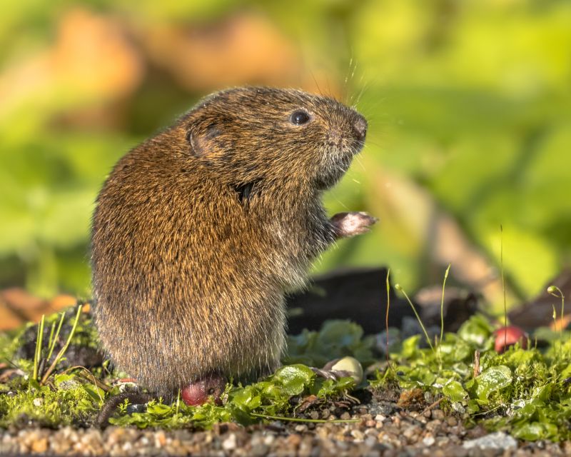Vermin Extermination
