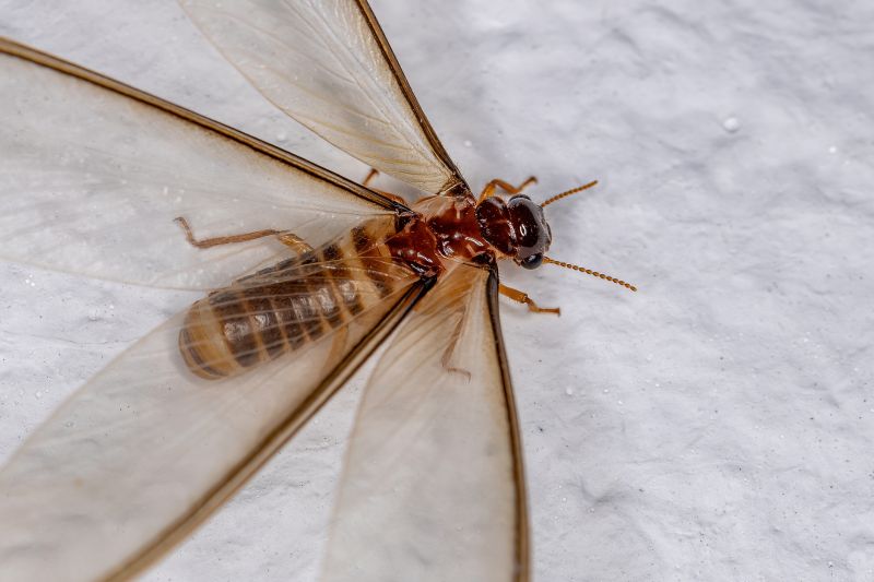 Winged Termite Extermination
