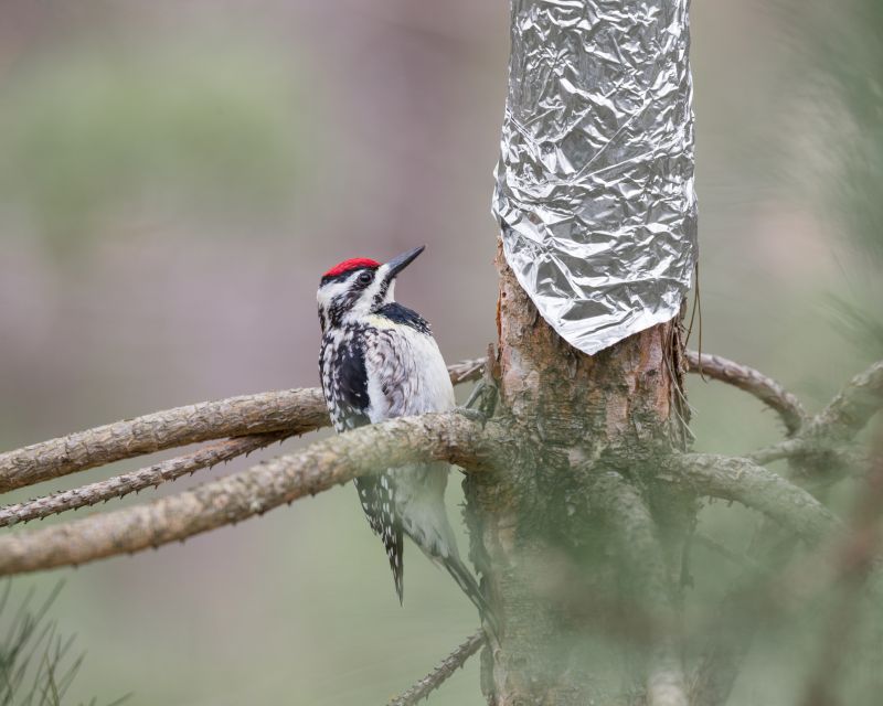 Woodpecker Removal Service
